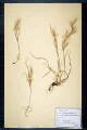 Bromus madritensis L.