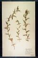 Vicia lutea L.